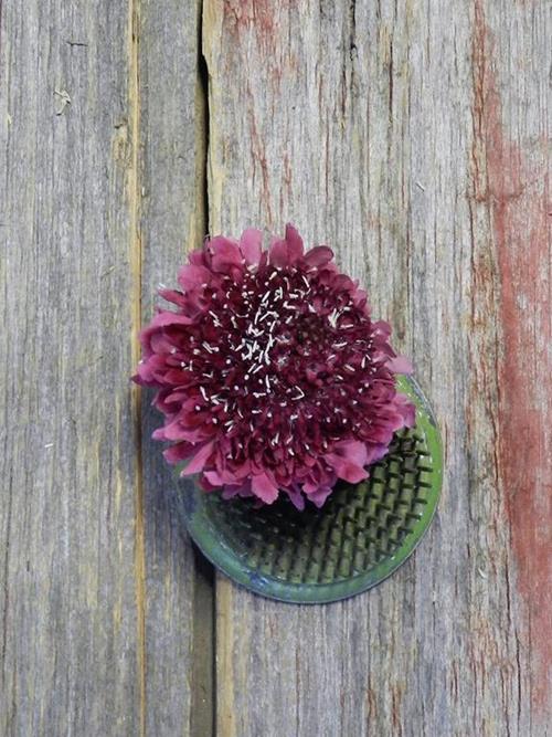 STRAWBERRY SCOOP RED SCABIOSA